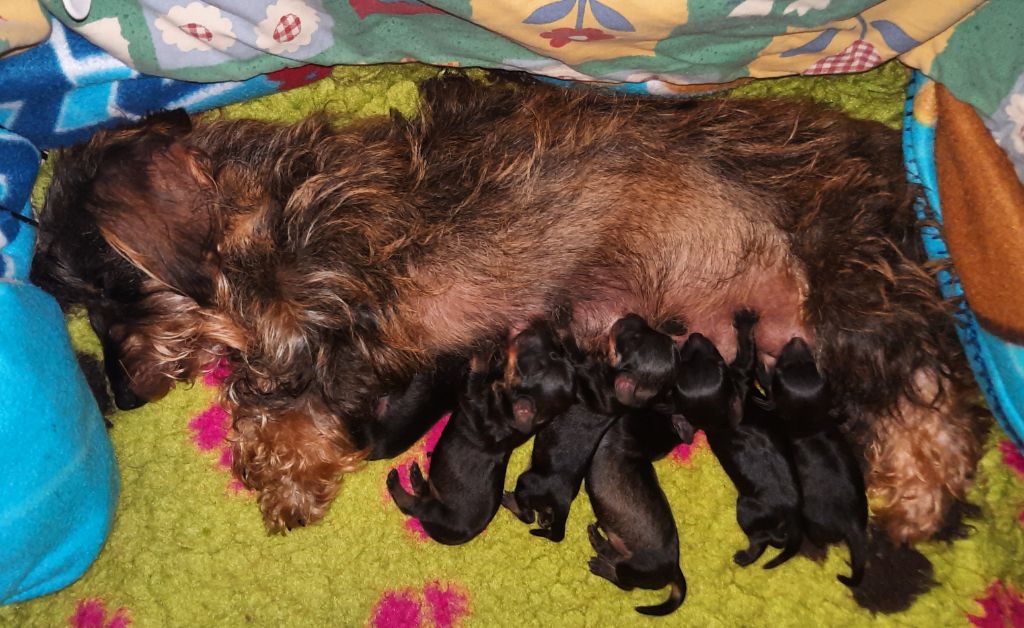 chiot Teckel poil dur des amours du Charmaix