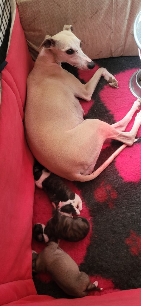 chiot Whippet des amours du Charmaix