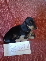 GOLIATH