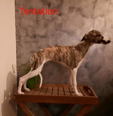 Tentation