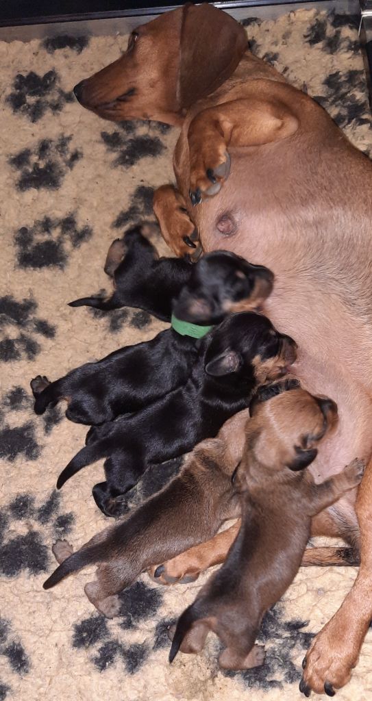 chiot Teckel poil ras des amours du Charmaix