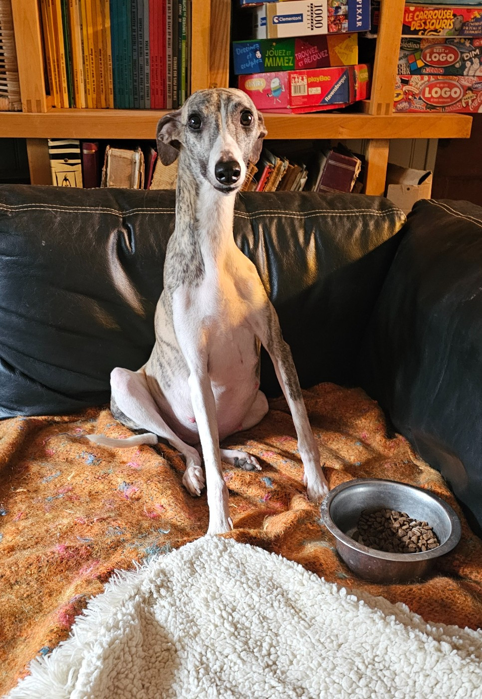 future portée whippets vers le 21/02/2026