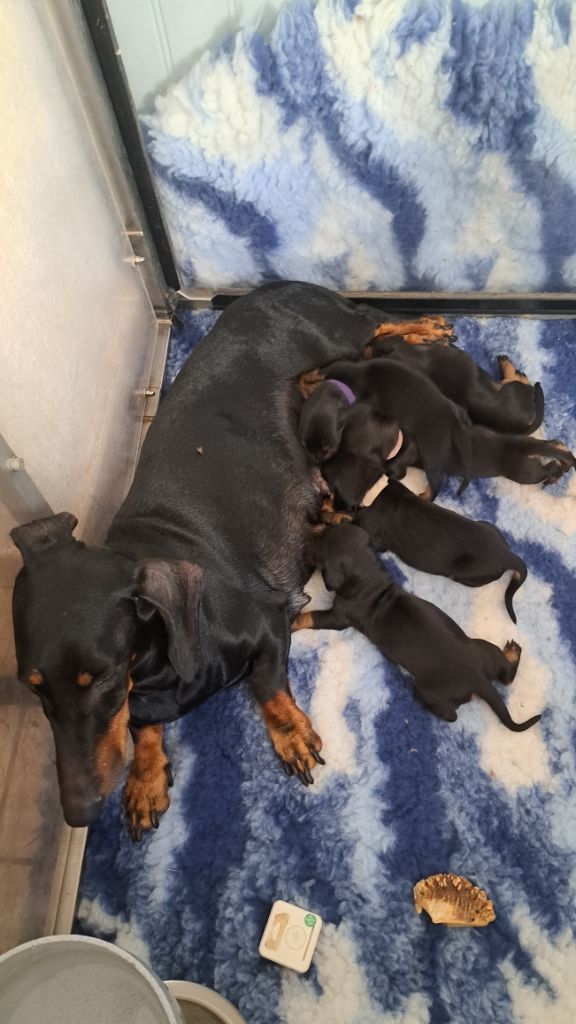 Chiot Teckel poil ras des amours du Charmaix