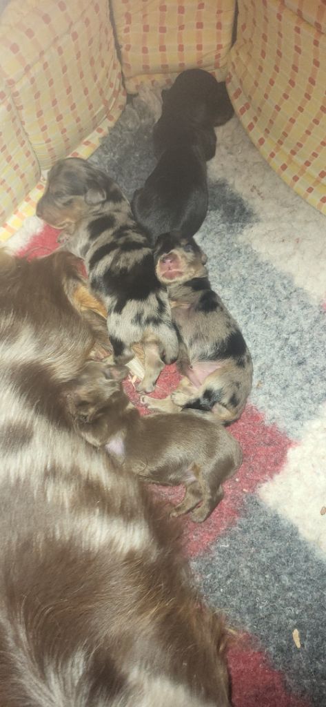 des amours du Charmaix - Teckel poil long - Portée née le 10/10/2025