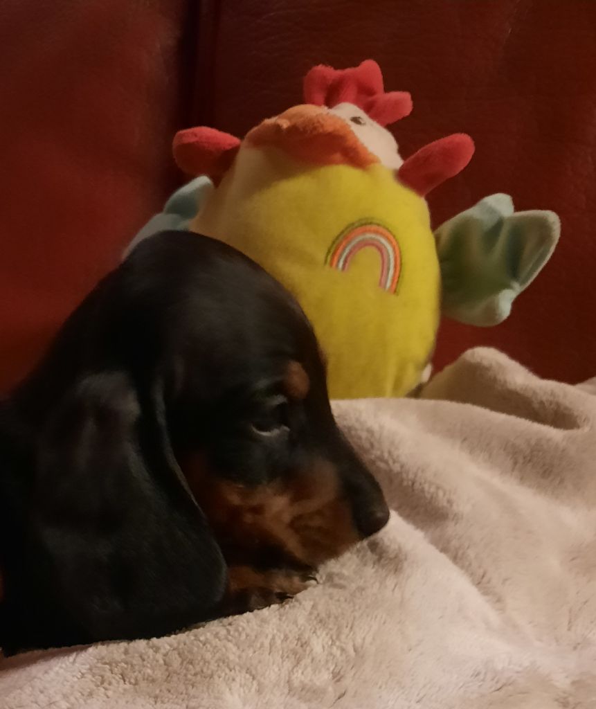 CHIOT
