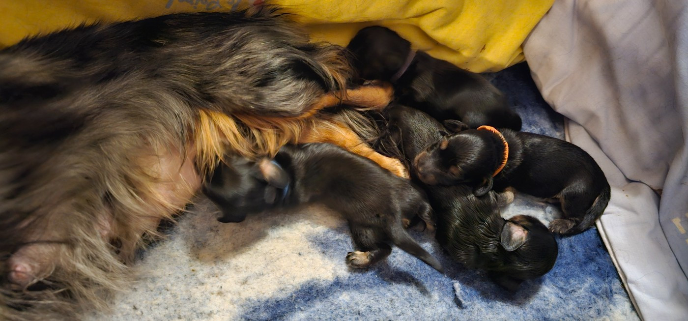 des amours du Charmaix - Chiots disponibles - Teckel poil long