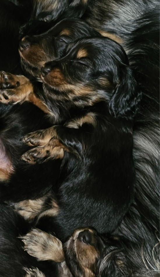 des amours du Charmaix - Chiots disponibles - Teckel poil long