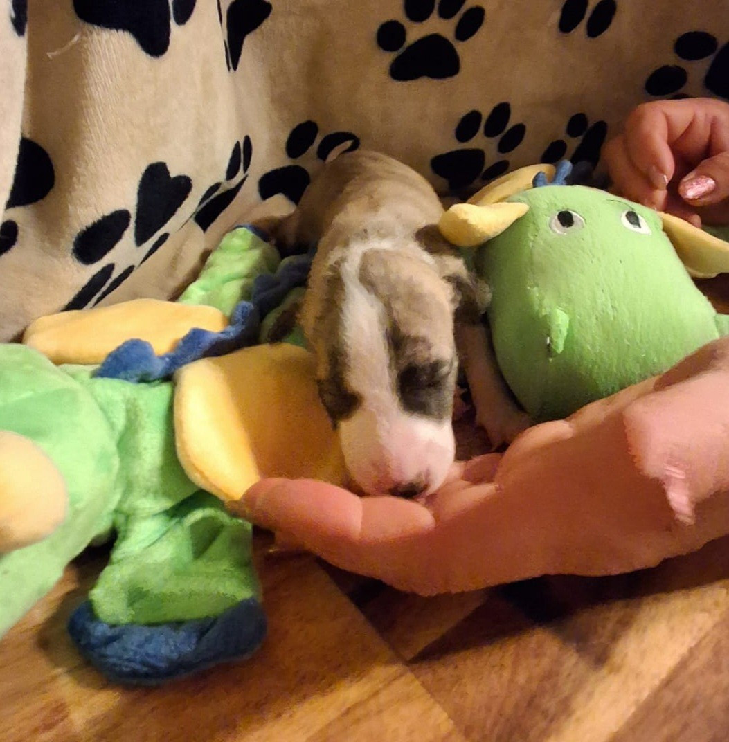 des amours du Charmaix - Chiots disponibles - Whippet