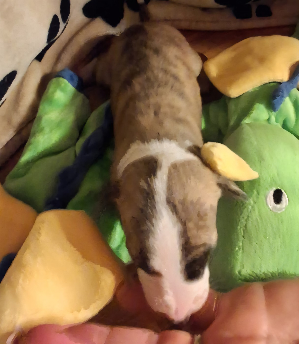 des amours du Charmaix - Chiots disponibles - Whippet