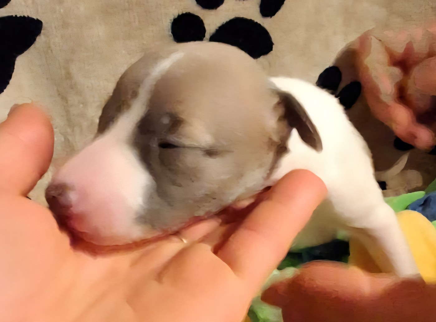 des amours du Charmaix - Chiots disponibles - Whippet