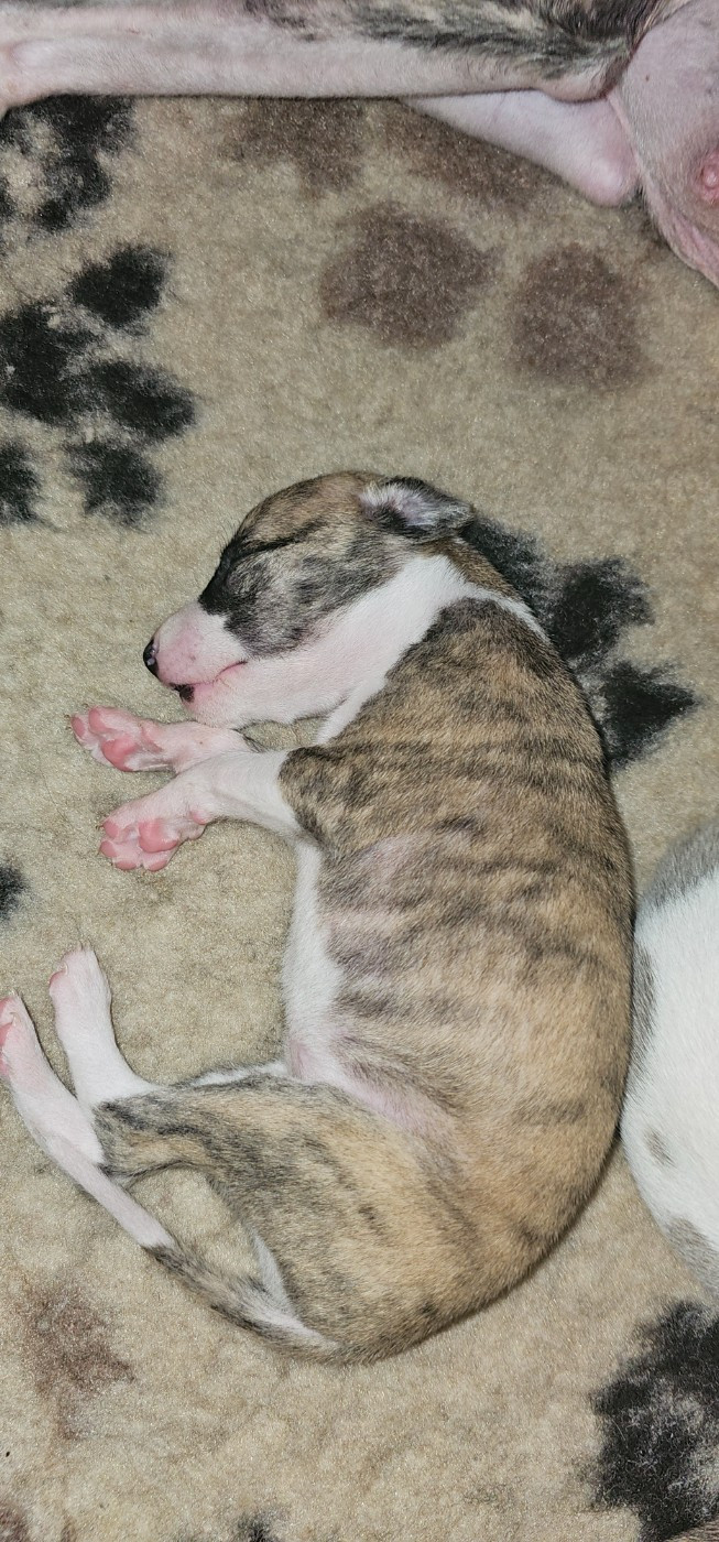 des amours du Charmaix - Chiots disponibles - Whippet