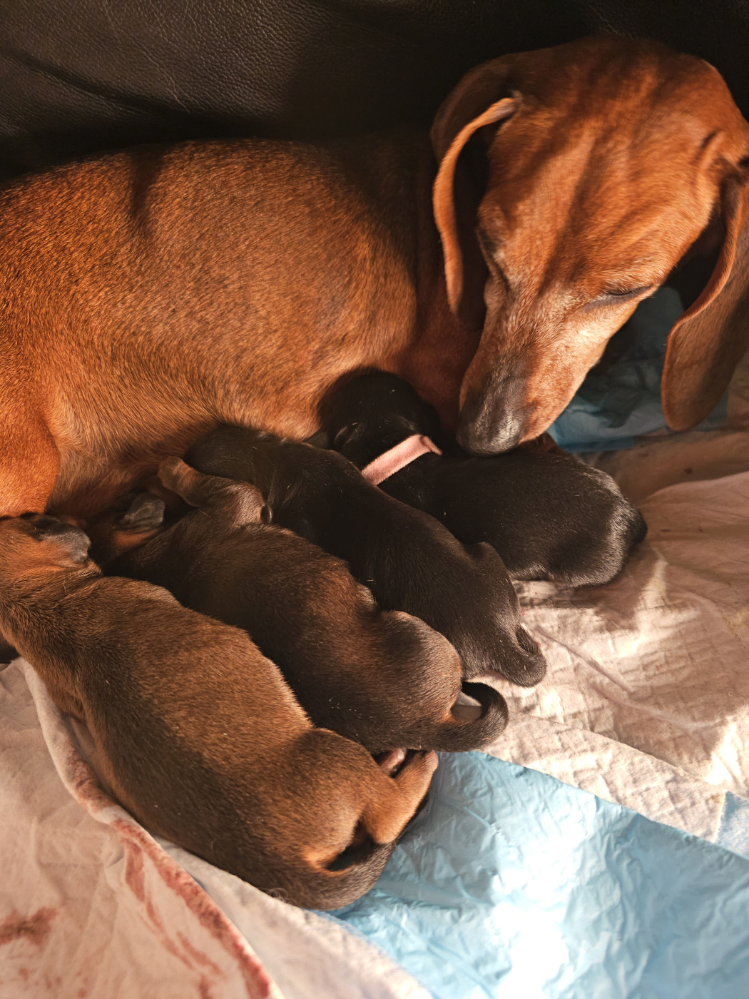 des amours du Charmaix - Teckel poil ras - Portée née le 02/04/2026