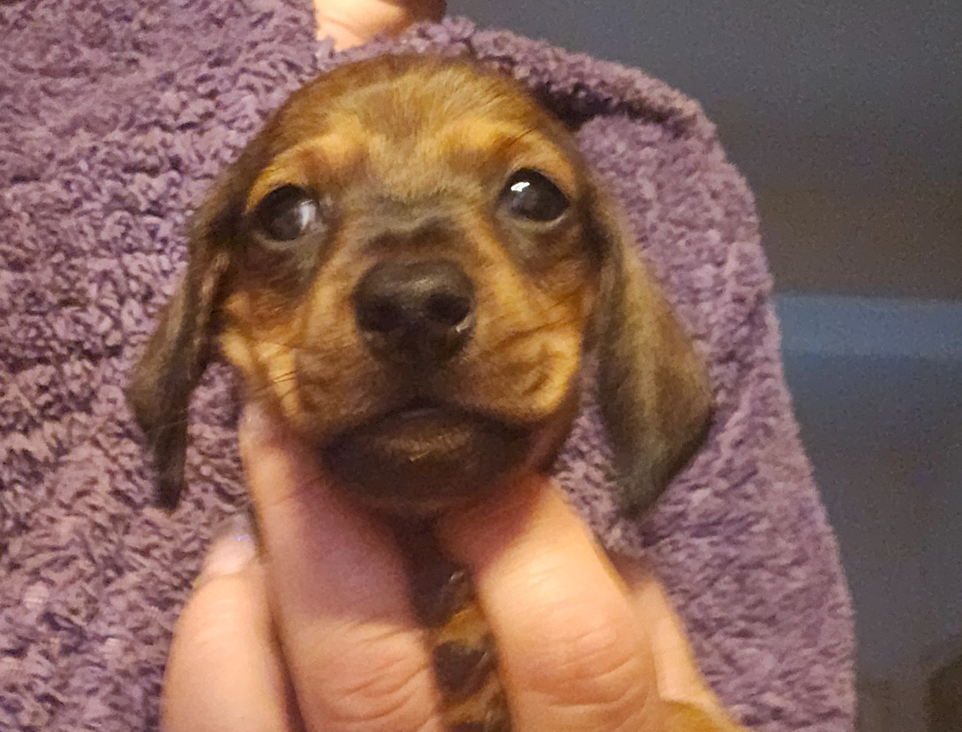 des amours du Charmaix - Chiots disponibles - Teckel poil ras