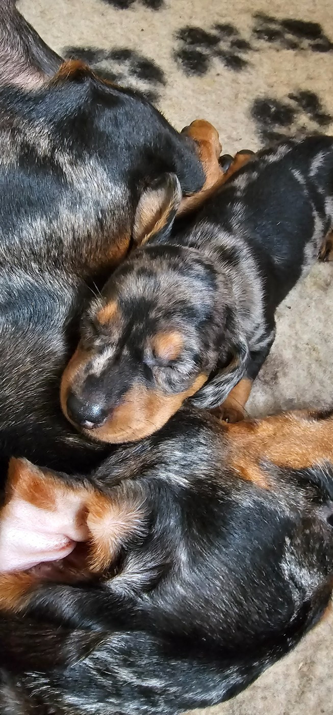 des amours du Charmaix - Chiots disponibles - Teckel poil ras