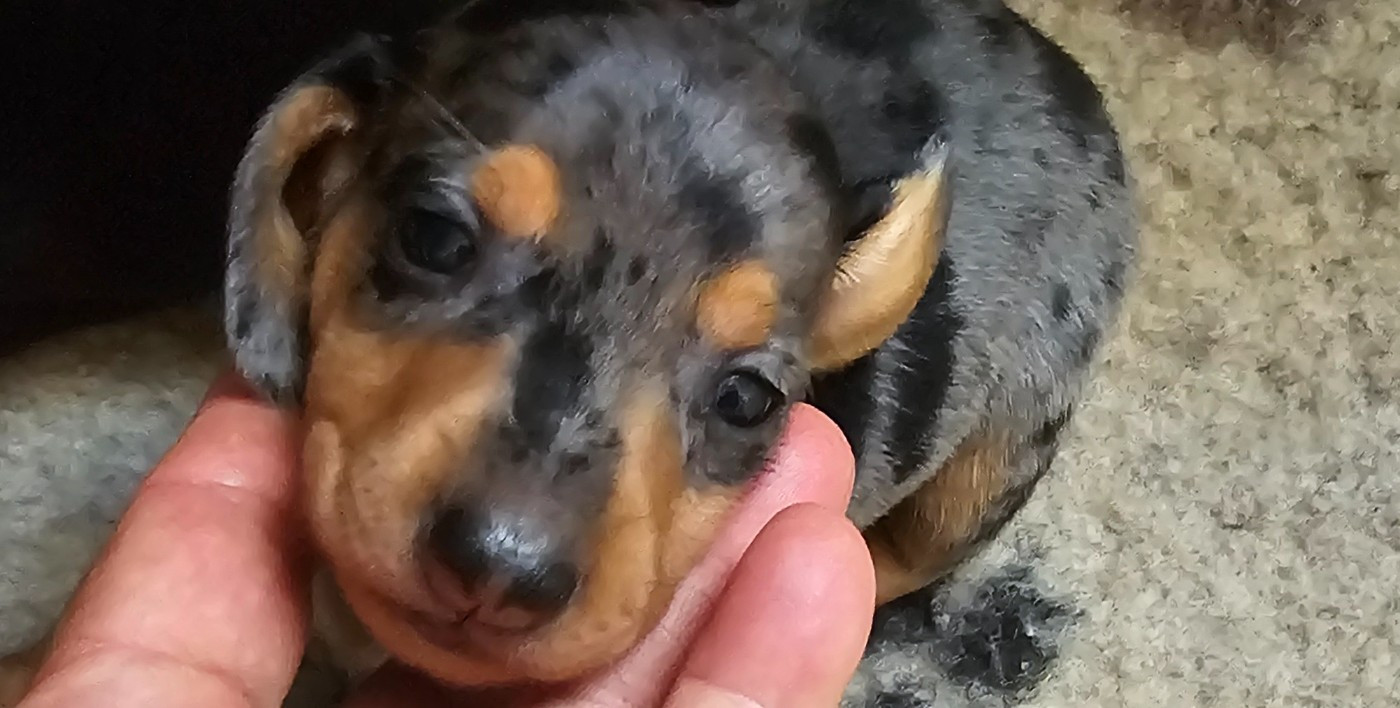 des amours du Charmaix - Chiots disponibles - Teckel poil ras
