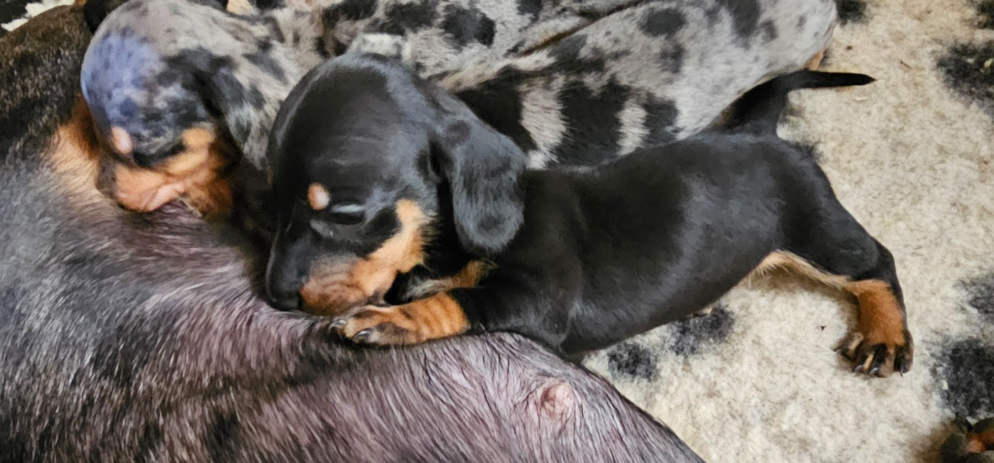 des amours du Charmaix - Chiots disponibles - Teckel poil ras