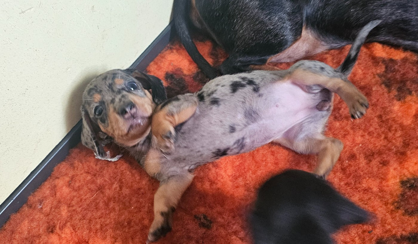 des amours du Charmaix - Chiots disponibles - Teckel poil ras