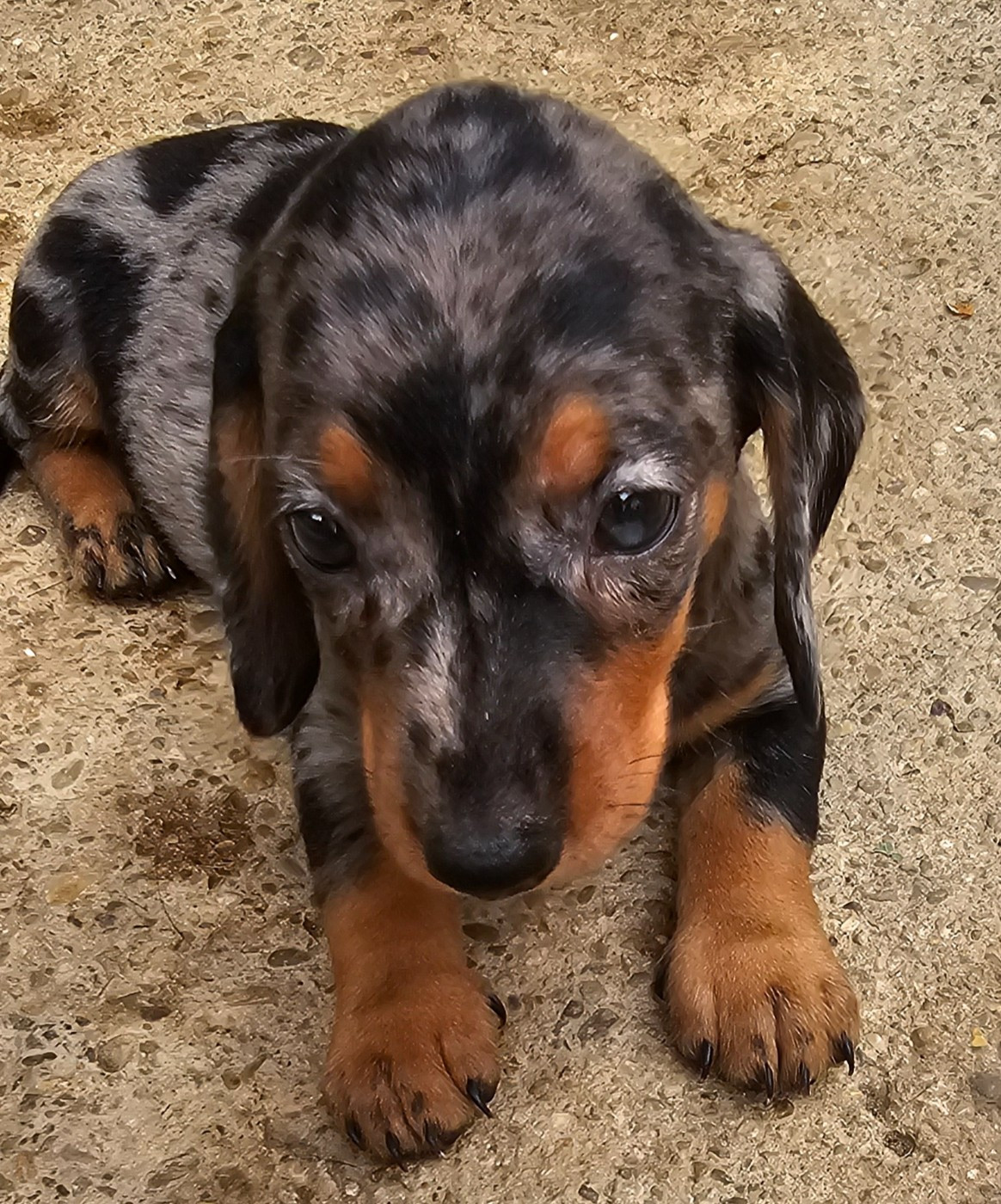 des amours du Charmaix - Chiots disponibles - Teckel poil ras