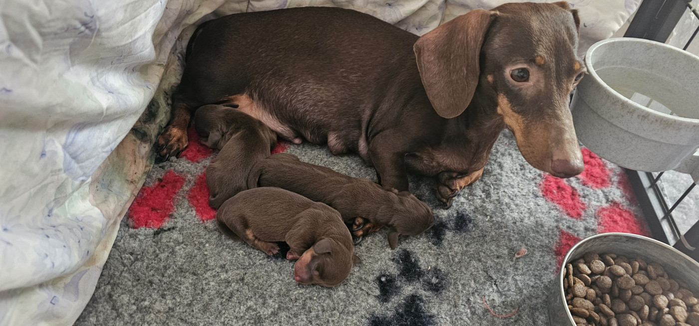 Chiot Teckel poil ras des amours du Charmaix