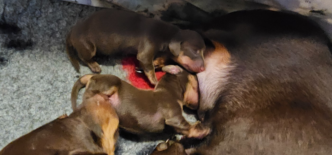 des amours du Charmaix - Chiots disponibles - Teckel poil ras