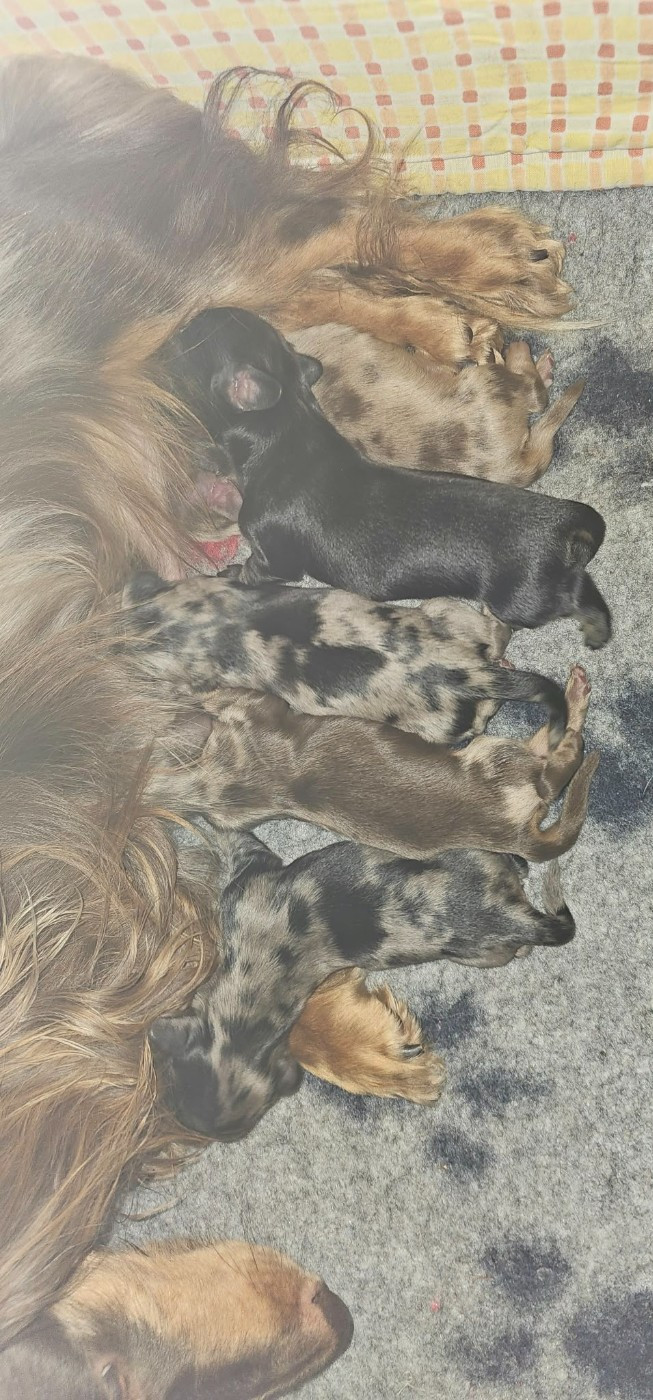 des amours du Charmaix - Chiots disponibles - Teckel poil long