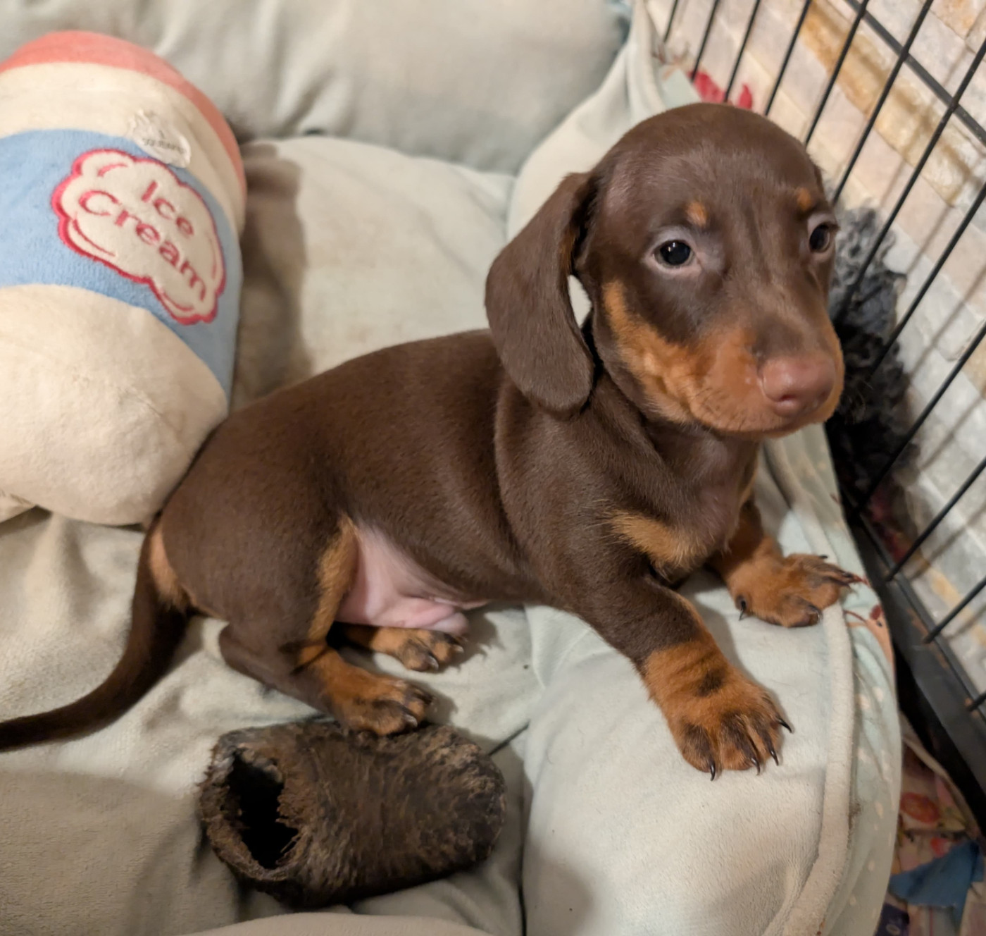 des amours du Charmaix - Chiots disponibles - Teckel poil ras