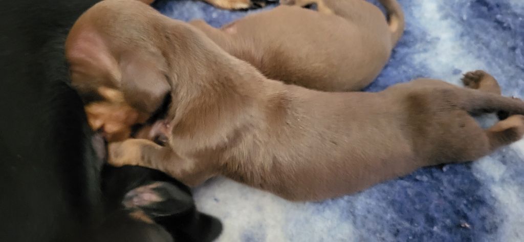 des amours du Charmaix - Chiots disponibles - Teckel poil ras