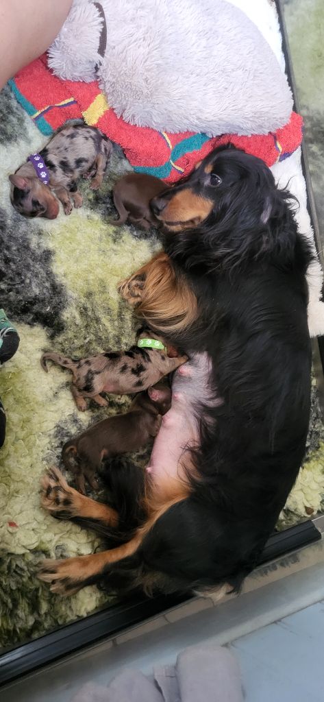 Chiot Teckel poil long des amours du Charmaix
