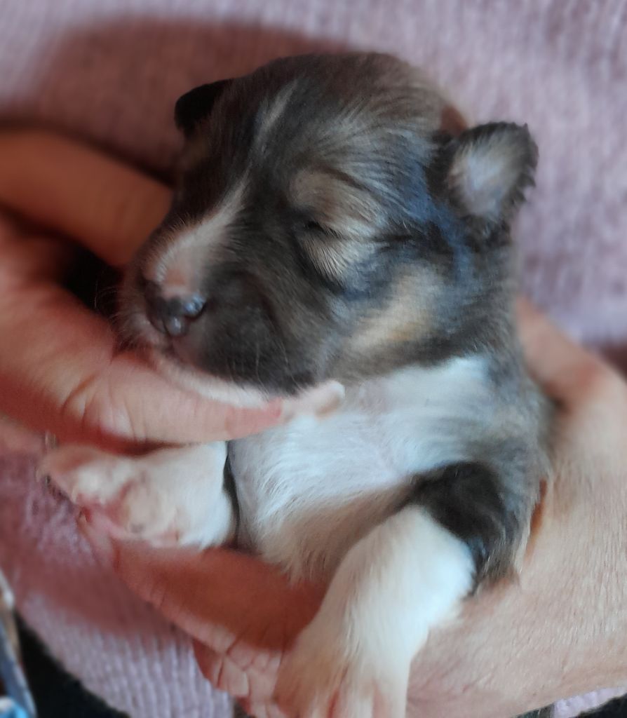 des amours du Charmaix - Shetland Sheepdog - Portée née le 21/01/2022