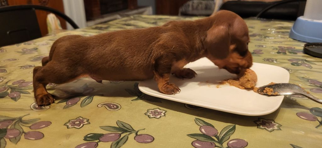 des amours du Charmaix - Chiots disponibles - Teckel poil ras