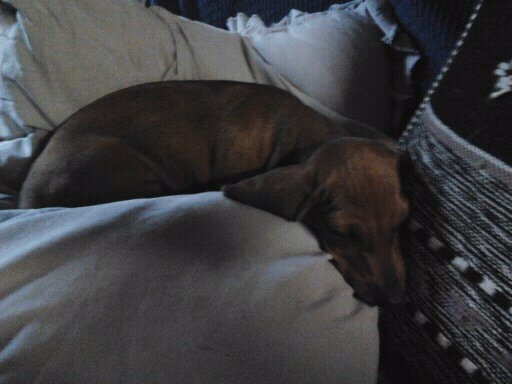 des amours du Charmaix - Teckel poil ras - Portée née le 09/06/2011