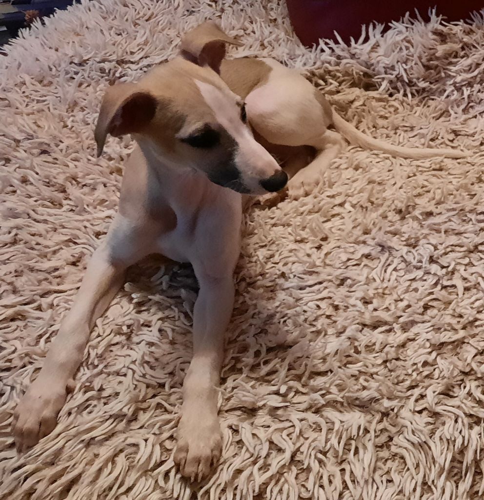 des amours du Charmaix - Whippet - Portée née le 03/10/2023