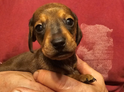 Chiot nain ou kaninchen fauve