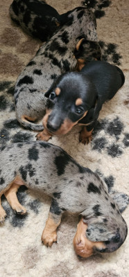 Chiot noir et feu