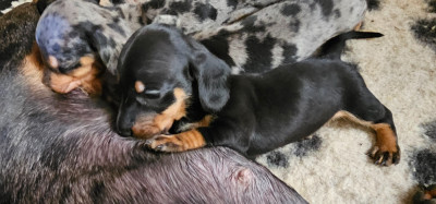Chiot noire et feu