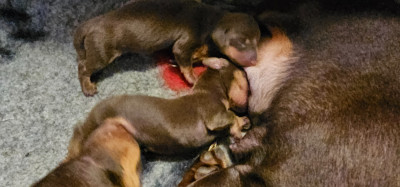 chiot nain chocolat