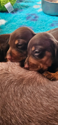 chiot nain chocolat