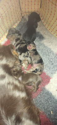 nain ou kanichen chocolat