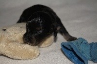 RAMSES