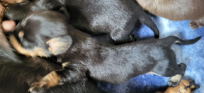 CHIOT 3 noir et feu