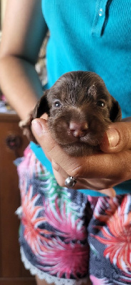 CHIOT nain chocolat