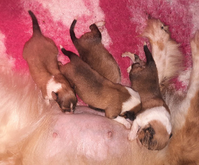 CHIOT