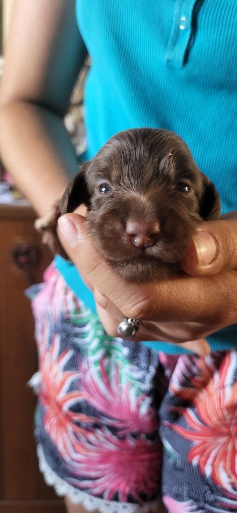 des amours du Charmaix - Chiots disponibles - Teckel poil long