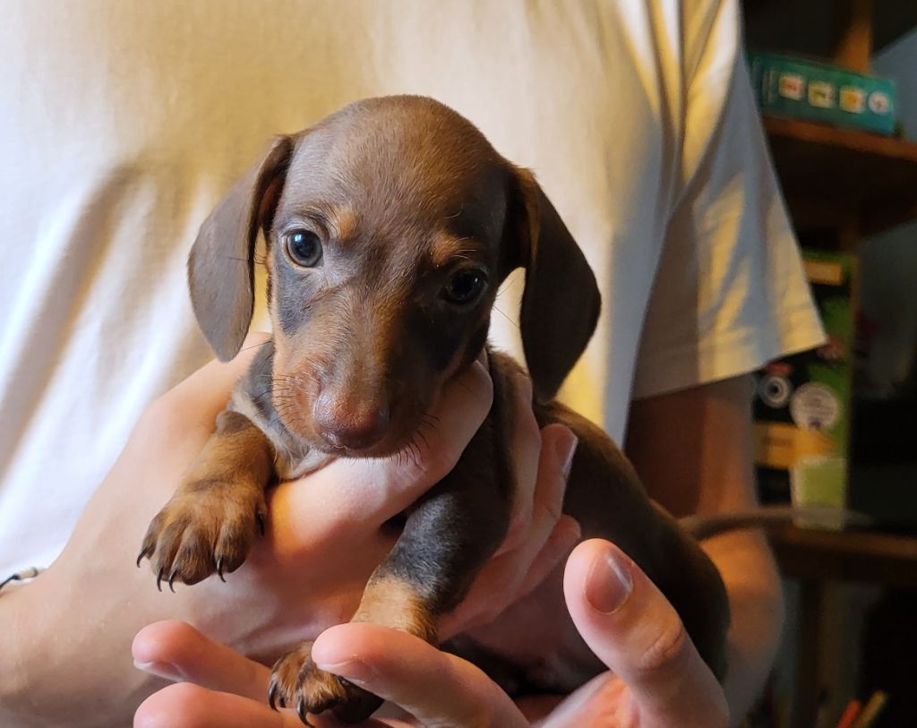 des amours du Charmaix - Teckel poil ras - Portée née le 13/08/2025